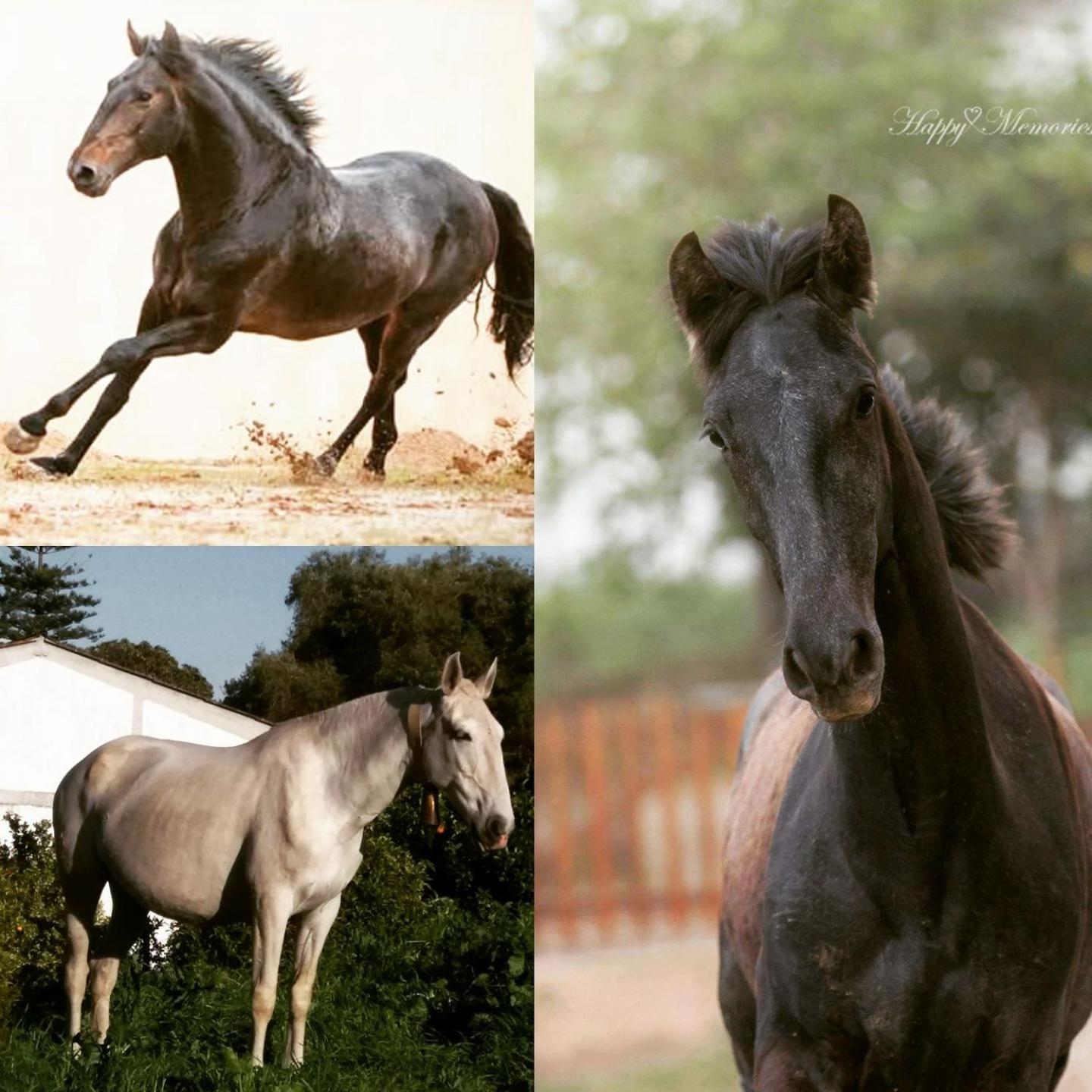 Horse Riding Country House 발라프란카데지라 외부 사진
