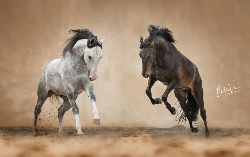 Horse Riding Country House 발라프란카데지라 외부 사진