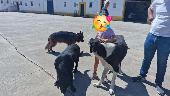 Horse Riding Country House 발라프란카데지라 외부 사진