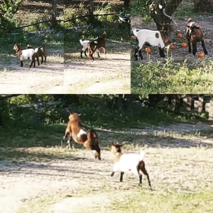 Horse Riding Country House 발라프란카데지라 외부 사진